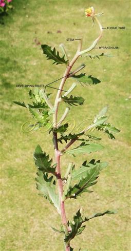  Flowering branch